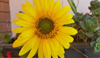 Crescimento dos girassóis 
                                                                                                        do Dia da Mulher